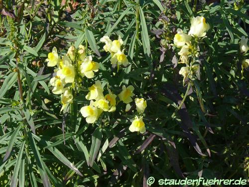 Image Linaria vulgaris