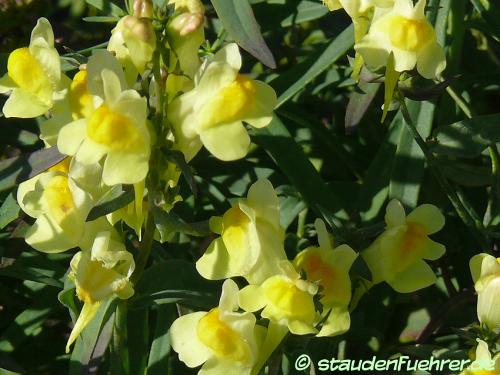 Bild Linaria vulgaris