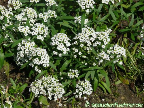 Image Lobularia maritima 'Snow Crystals'