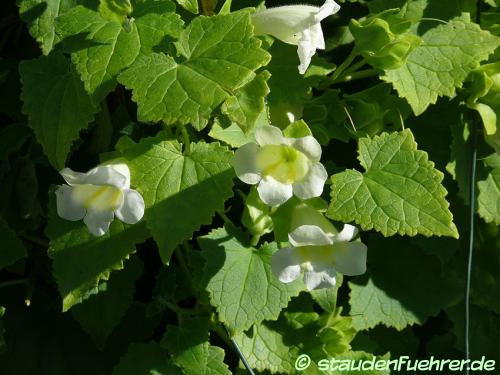 Image Lophospermum erubescens