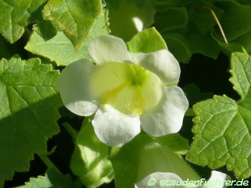 Bild Lophospermum erubescens