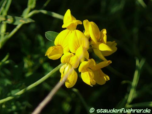 Bild Lotus corniculatus