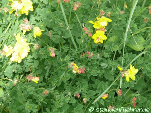 Bild Lotus corniculatus 'Plenus'