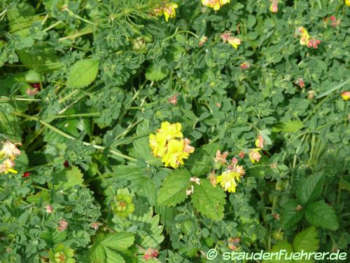 Bild Lotus corniculatus 'Plenus'