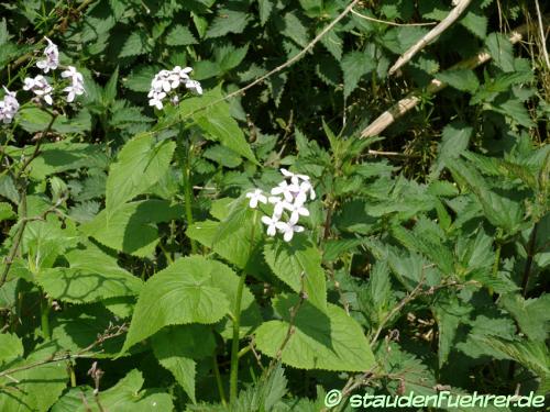 Bild Lunaria rediviva