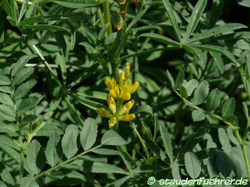 Bild Lupinus luteus