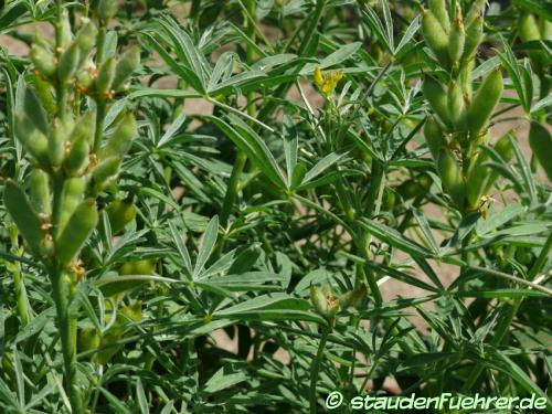 Bild Lupinus luteus