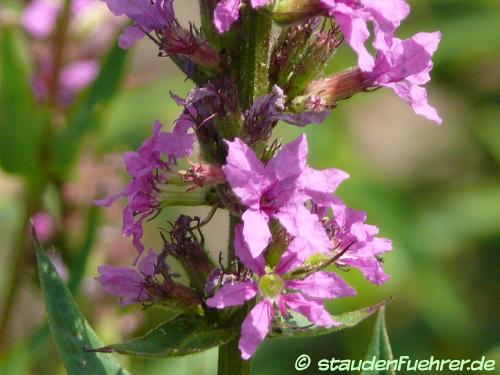 Image Lythrum salicaria