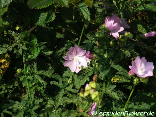 Image Malva alcea