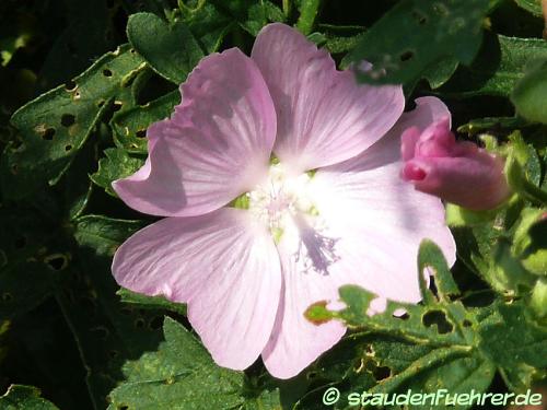 Image Malva alcea