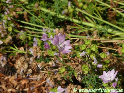 Image Malva moschata