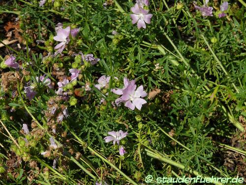 Bild Malva moschata