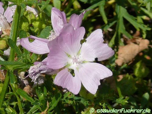 Bild Malva moschata