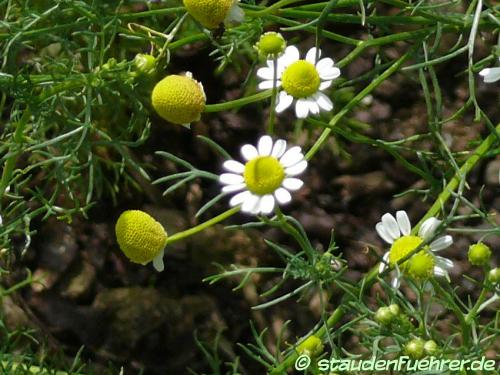 Bild Matricaria chamomilla