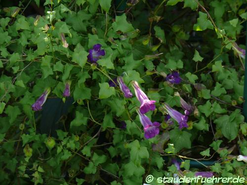 Image Maurandya scandens