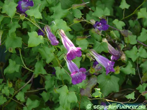 Image Maurandya scandens