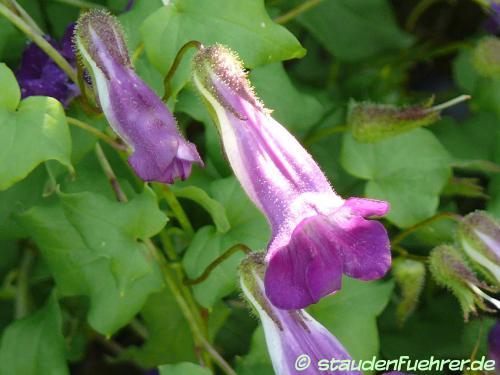 Image Maurandya scandens