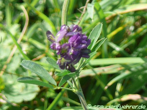 Image Medicago sativa