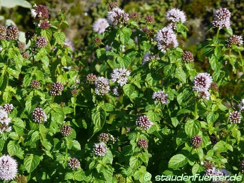 Bild Mentha x piperita 'Büttjebüll'