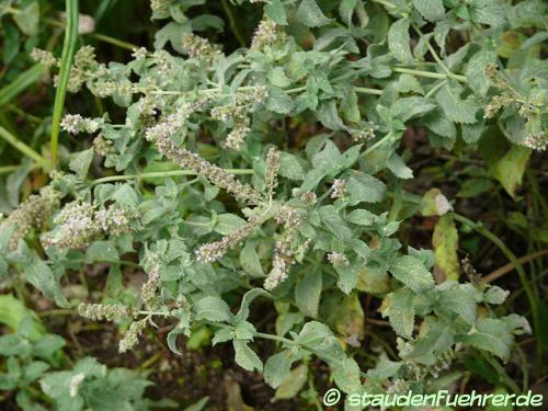 Image Mentha longifolia