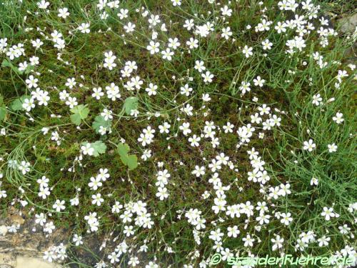 Image Minuartia laricifolia