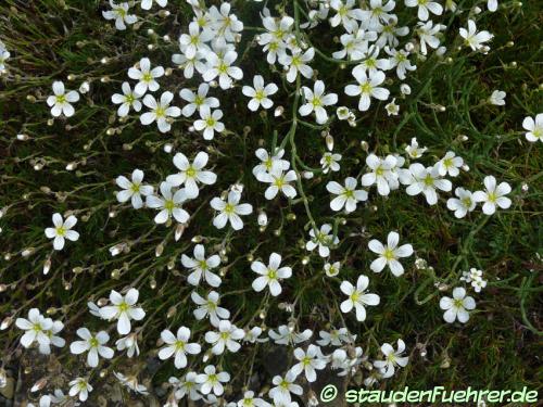 Image Minuartia laricifolia