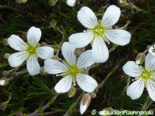 Bild Minuartia laricifolia