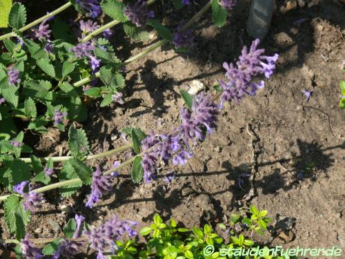 Image Nepeta citriodora