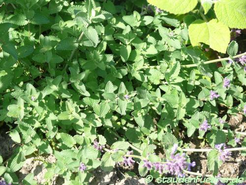 Image Nepeta citriodora