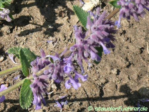 Bild Nepeta citriodora