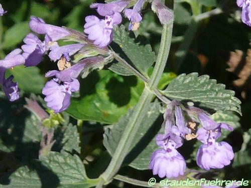 Bild Nepeta x faassenii 'Walkers Low'