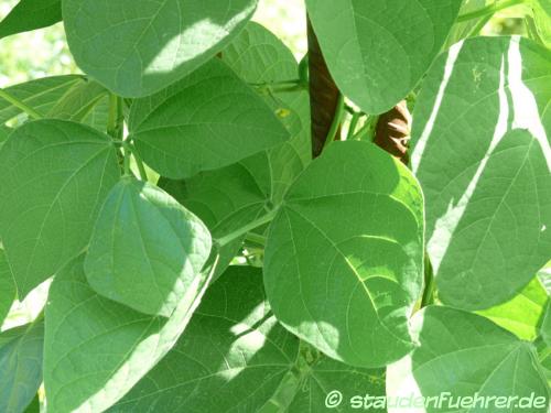 Bild Nicotiana tabacum