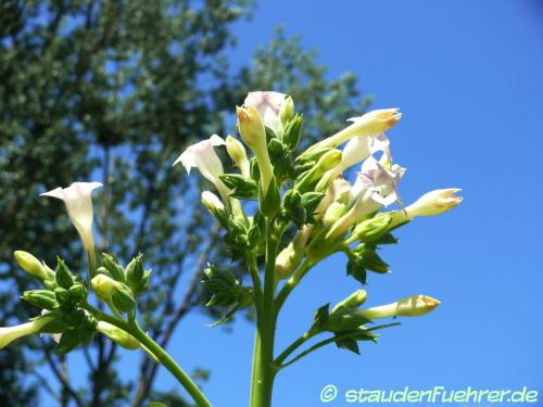 Bild Nicotiana tabacum