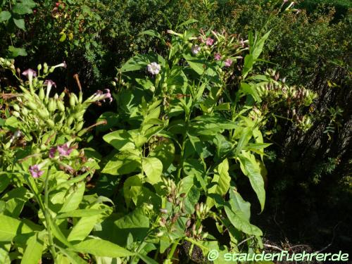 Image Nicotiana tabacum