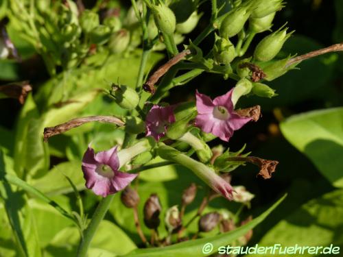 Bild Nicotiana tabacum