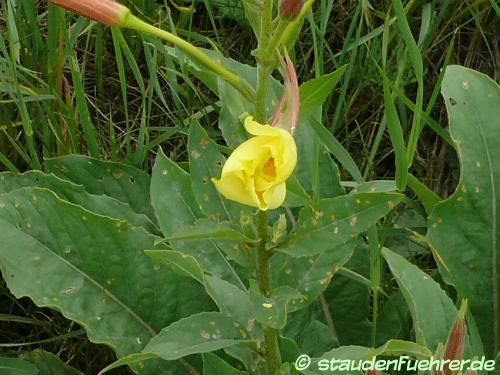 Bild Oenothera biennis