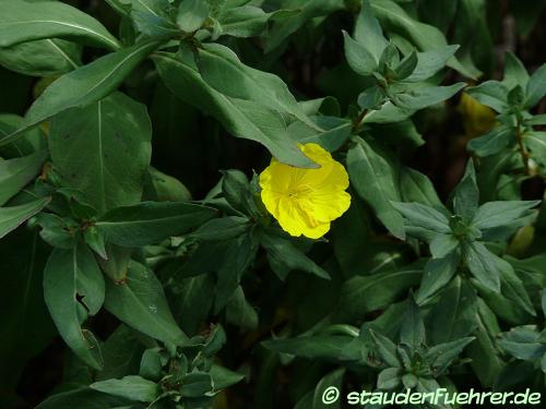 Image Oenothera fruticosa
