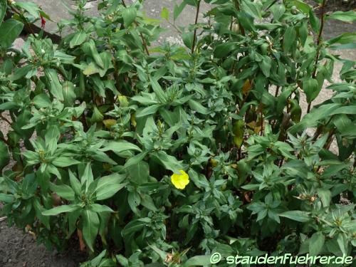 Image Oenothera fruticosa