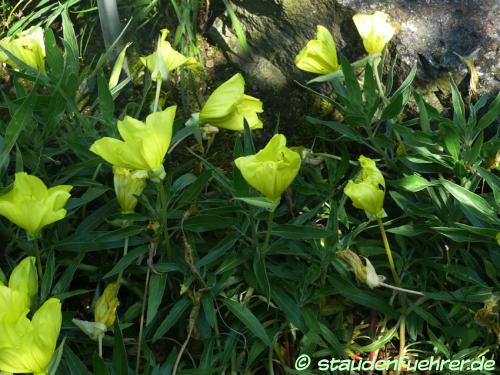 Image Oenothera macrocarpa