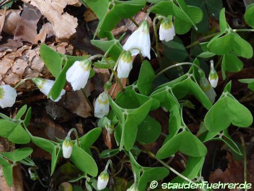 Image Oxalis acetosella