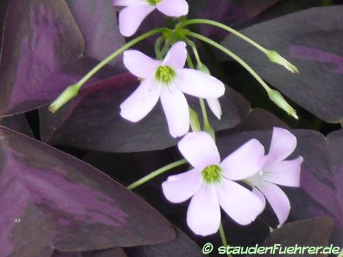 Bild Oxalis triangularis