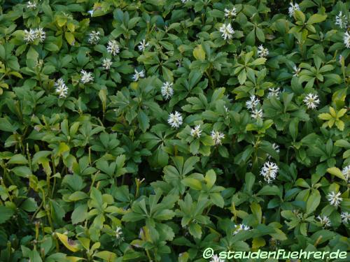 Bild Pachysandra terminalis