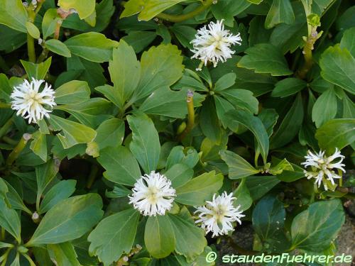 Image Pachysandra terminalis