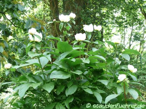 Bild Paeonia lactiflora
