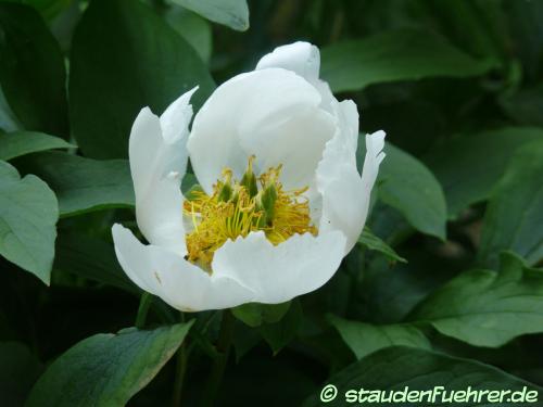 Image Paeonia lactiflora