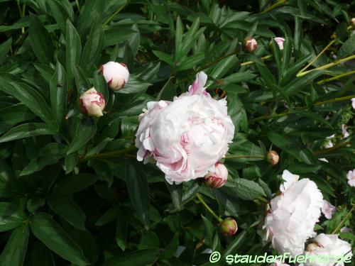 Bild Paeonia lactiflora 'Sarah Bernhardt'