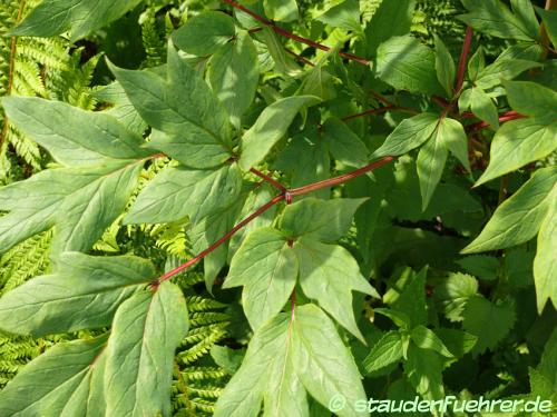 Bild Paeonia Cultivar 'Maroon'