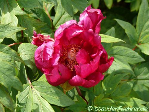 Bild Paeonia Cultivar 'Maroon'