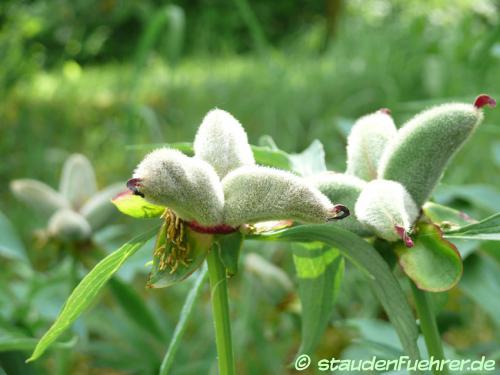 Bild Paeonia obovata