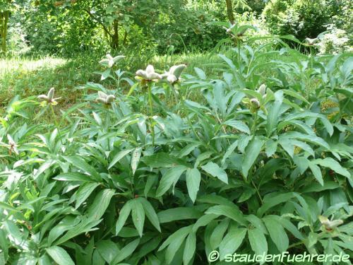 Bild Paeonia obovata